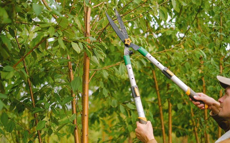 Tree trimming in Wheeler, OR